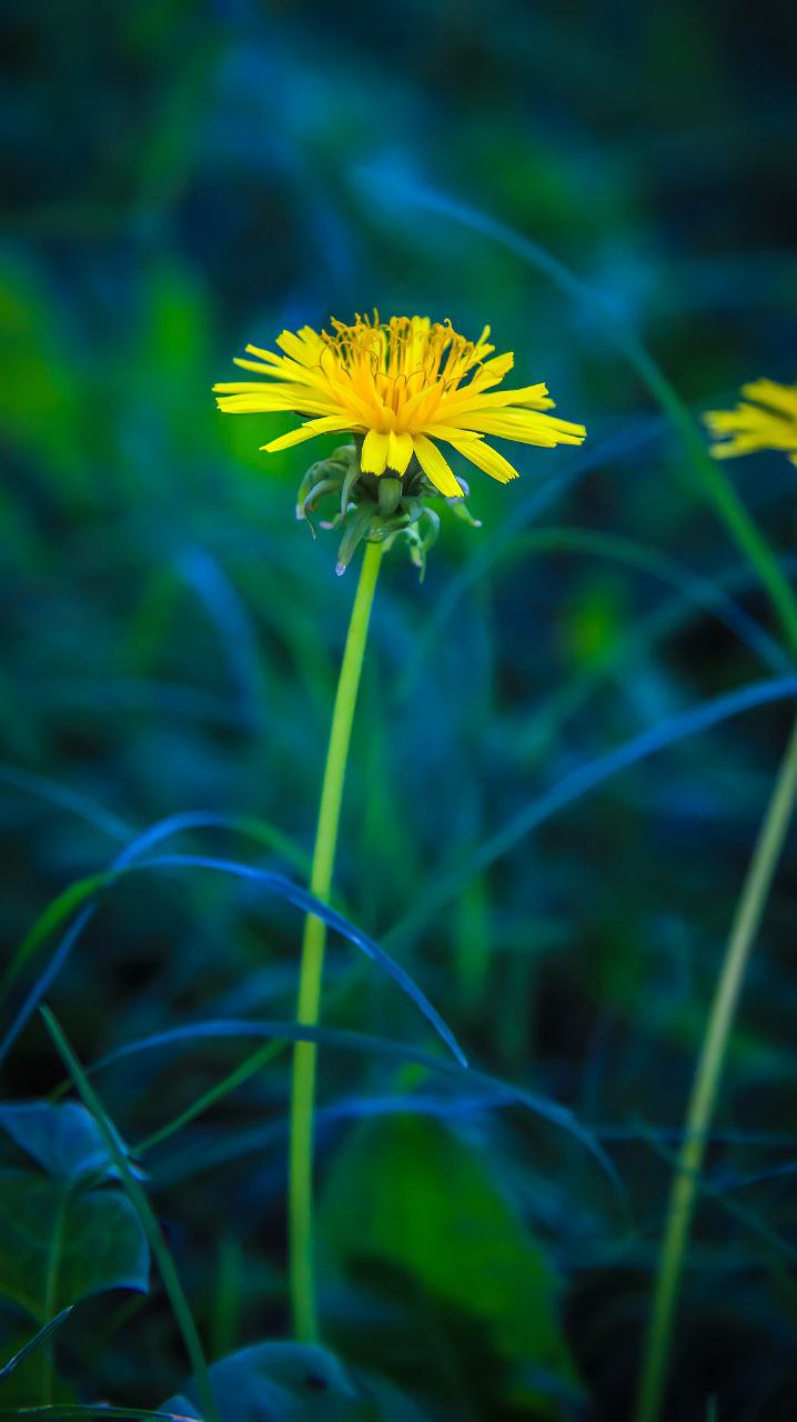 a yellow flower in a field of grass